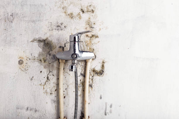 Best Mold Cleaning Services  in Kodi Station, AK
