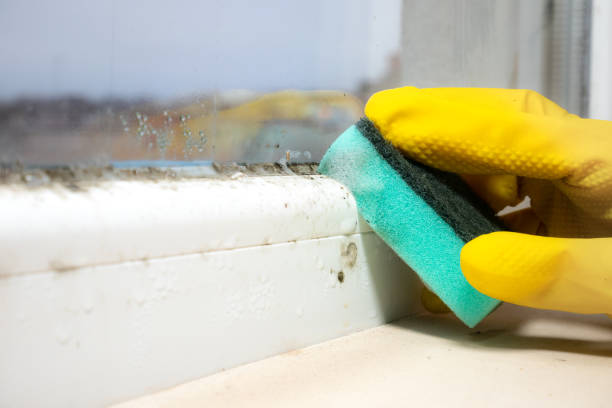 Best Commercial Mold Removal  in Kodi Station, AK