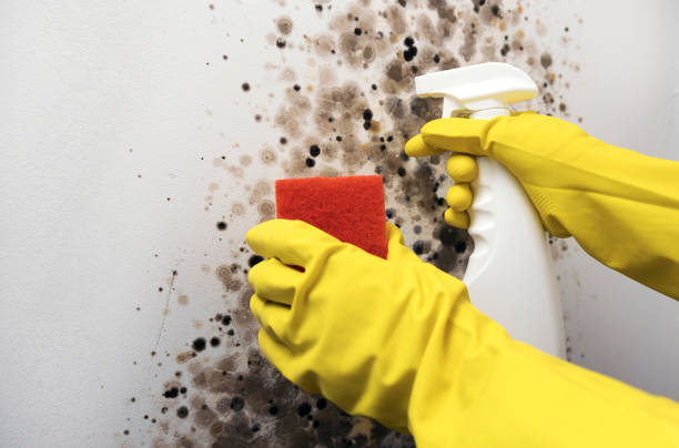Best Local Mold Removal Service  in Kodi Station, AK