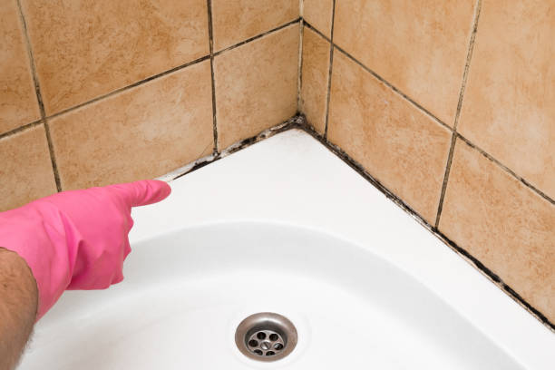 Best Mold Removal Company Near Me  in Kodi Station, AK