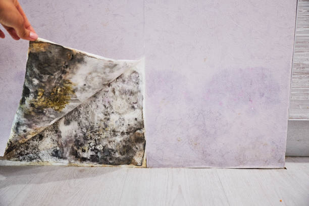 Best Same-Day Mold Removal  in Kodi Station, AK